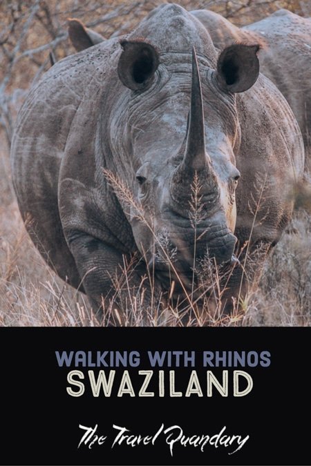 Swaziland a walk with rhinos Pinterest Pin to Pinterest | A Walk With Rhinos In Swaziland