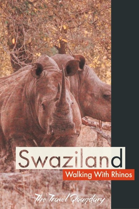 Swaziland walking with rhinos Pinterest Pin Photo | A walk with rhinos in Swaziland