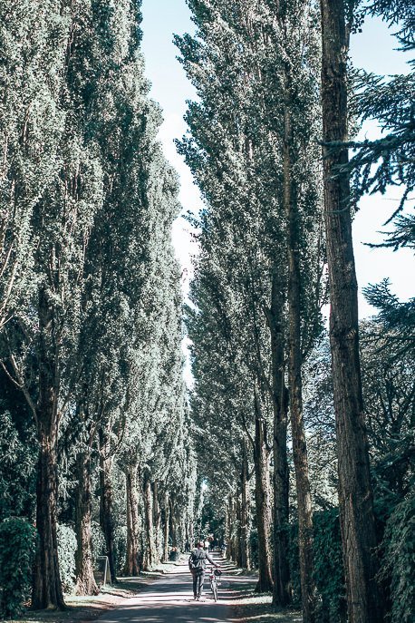 2 Days In Copenhagen Itinerary See Eat Sleep Shop 14 P Wheeling a bicycle down tree lined path in Assistens Cemetery - Copenhagen City Guide, Denmark