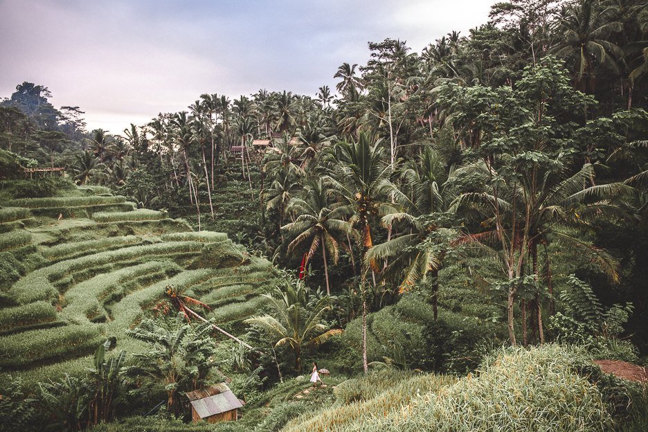 The many layers of Tegalalang Rice Terraces, Ubud, Bali Gallery