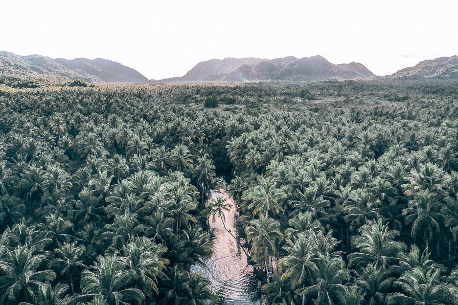 The view of a grove of palm trees over Massin River, Siargao