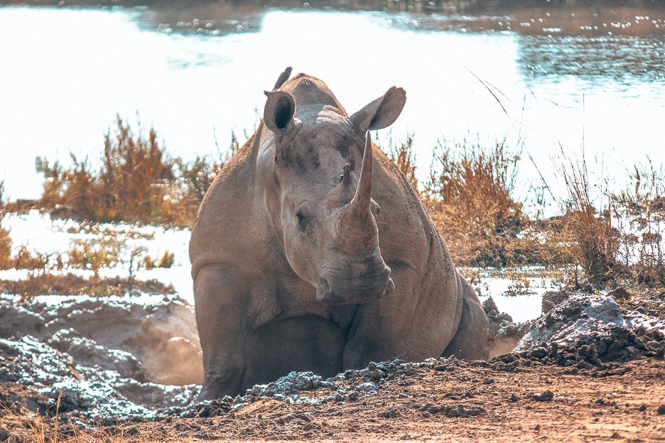 An adult rhino rolling in the mud at Hlane Royal National Park, Swaziland