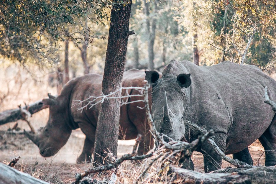 The rhinoceros eye us cautiously at Hlane Royal National Park, Swaziland