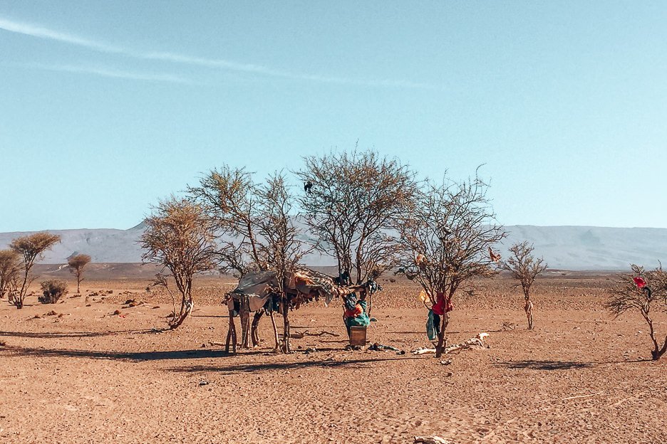 Camping Under The Stars A Night In The Sahara Desert 12 L Camels and nomads rest under trees in the Sahara Desert, Morocco