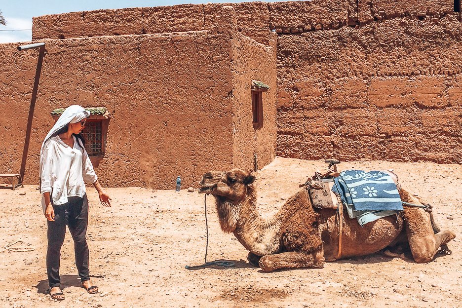 A woman stands in front of a sitting camel, Morocco