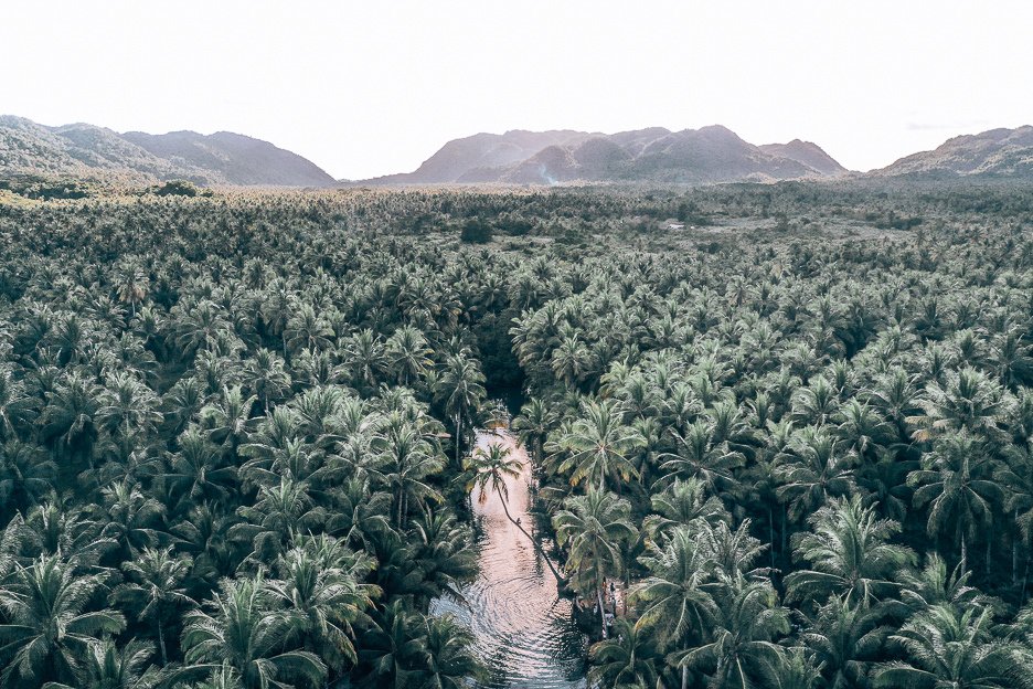 Siargao Island Travel Guide for Non Surfers 7 L The view of a grove of palm trees over Massin River, Siargao