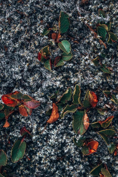 Through My Lens A Summer Adventure Through Iceland 11 P Autumn leaves and thistles, Iceland