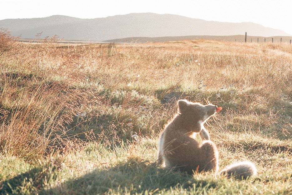 Through My Lens A Summer Adventure Through Iceland 16 L An Arctic fox cub sitting on the grass in the sunlight, Iceland