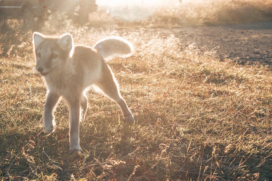 Through My Lens A Summer Adventure Through Iceland 17 L An Arctic fox looking for its friend, Iceland
