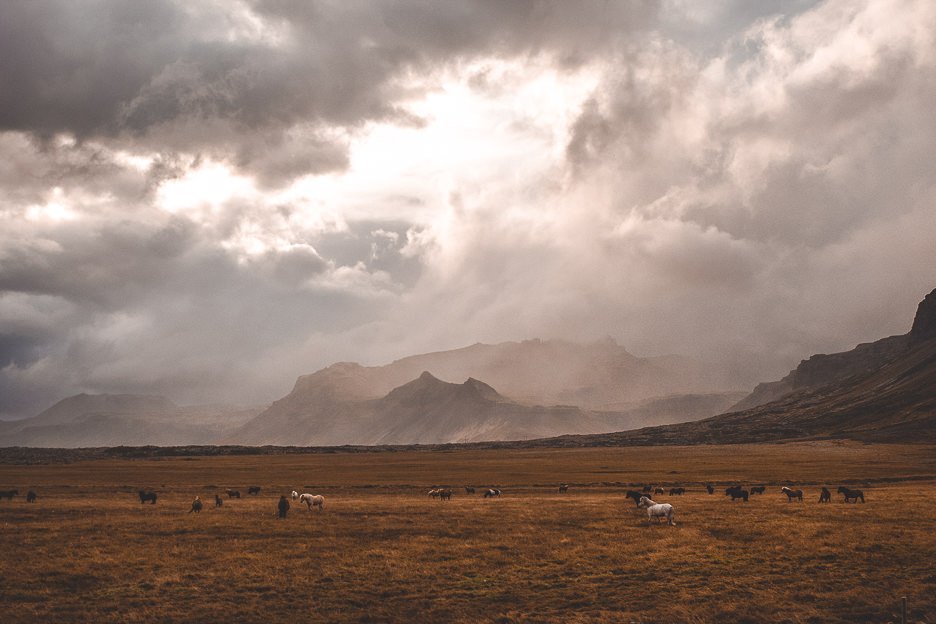 Icelandic horses graze in a field under cloudy skies, Iceland