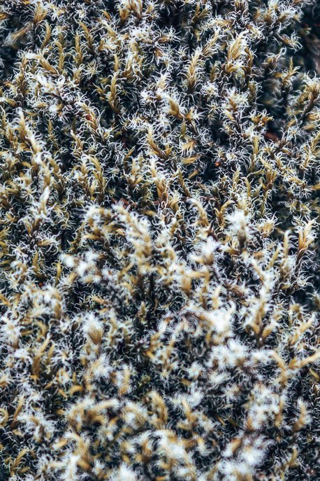 Through My Lens A Summer Adventure Through Iceland 9 P Moss growing in the lava fields, Iceland