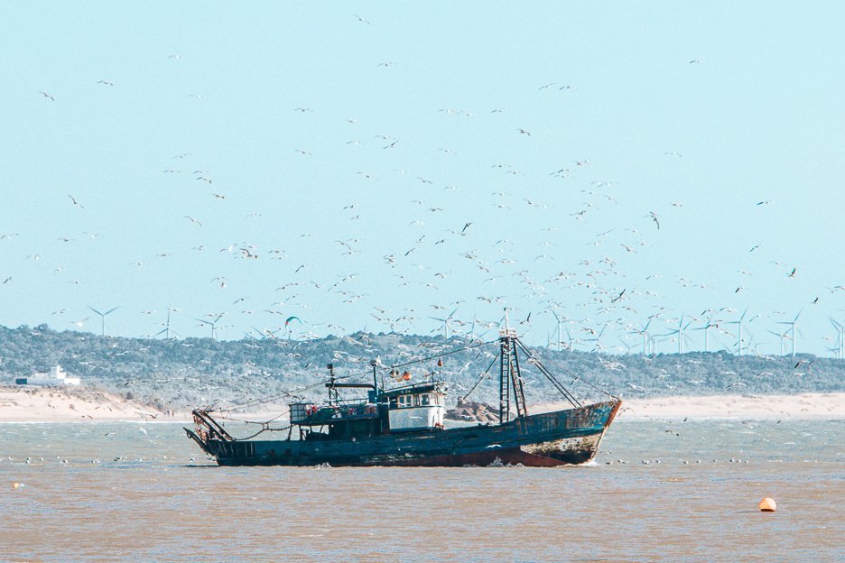 Fishing boat returning to the harbour surrounded by hundreds of seagulls, Essaouira Morocco
