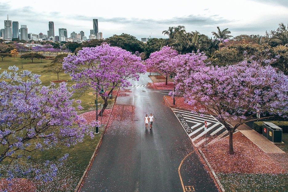 An Insiders Guide To Brisbane Australia 14 L An aerial view of jacarandas in bloom in New Farm Park, Brisbane Australia