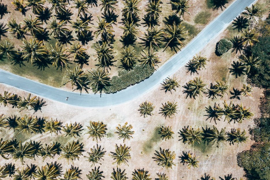 An aerial view of rows of palm trees at Thala Beach Reserve, Tropical North Queensland, Australia