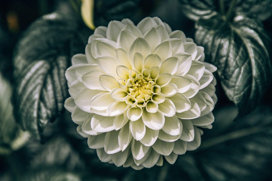 3 Day Itinerary in Singapore Things To Do Tips 11 L Flowers in bloom at the Flower Dome, Gardens By The Bay Singapore
