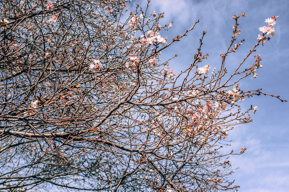 Best Neighbourhoods In Tokyo Meguro 1 L Cherry blossoms coming into bloom | what to see in Meguro Tokyo