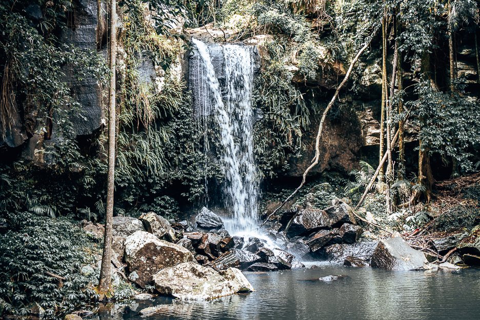 Awesome Day Trips From Brisbane 5 L Curtis Falls in Tamborine Mountain | towns to visit near Brisbane