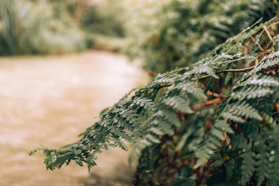 How To See Fraser Island Without A 4WD 2 L Close up of fern branches at Eli Creek, Fraser Island