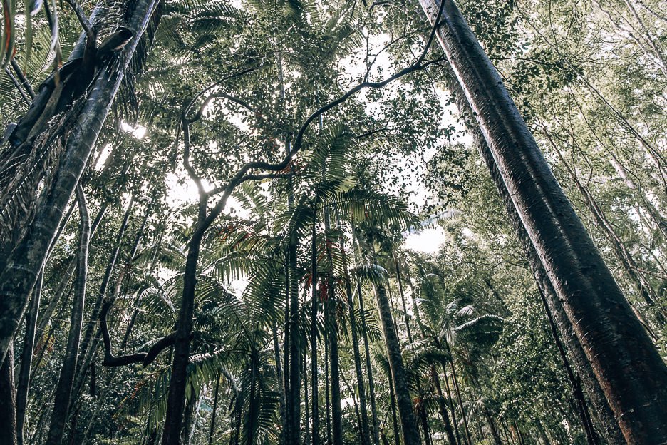 Giant trees in the K'gari rainforest of Pile Valley, Fraser Island