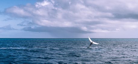Whale Watching Hervey Bay | things to do on the Fraser Coast