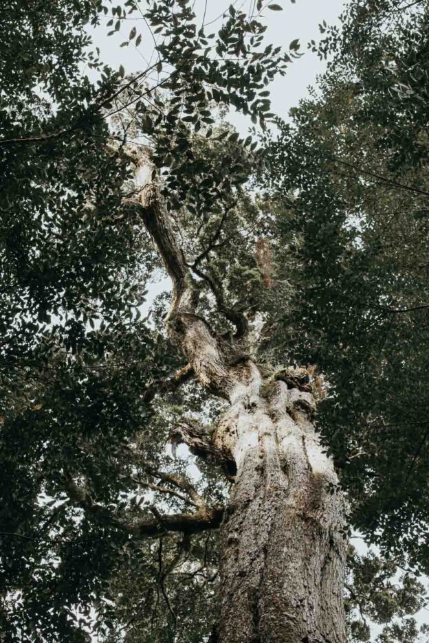 Looking skywards at the tallest known myrtle tree in the Southern Hemisphere at The Keep. Tasmania, Australia