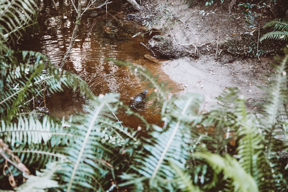 Tasmania Itinerary 36 L Shy platypus swimming at the base of Hogarth Falls | Strahan Tasmania
